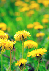  dandelions