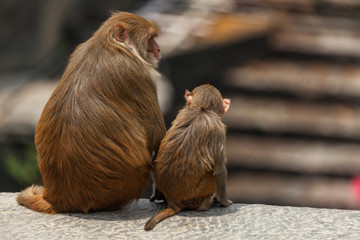 Monkeys