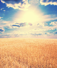 Fototapeta premium wheat