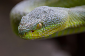 Close up Yellow-lipped Green Pit Viper snake