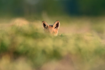 Obraz premium Red fox kit. Red fox puppy. Juvenile red fox. Little fox. Baby animal.