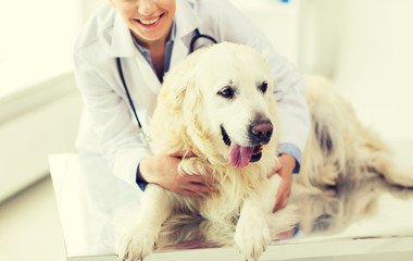 close up of vet with retriever dog at clinic