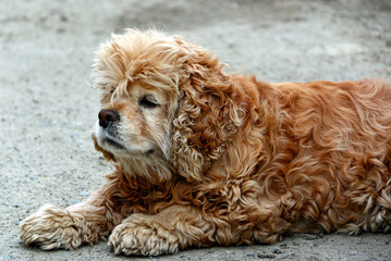 American Cocker Spaniel
