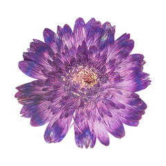 Pressed flower head gerbera