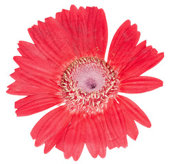Pressed flower head gerbera