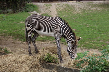 Adult zebra in zoological garden