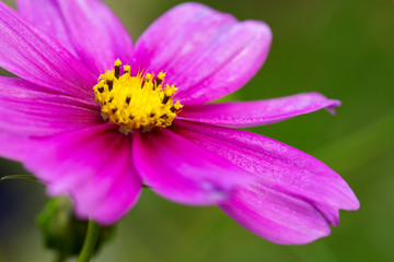 Macro Shot of pink Cosmos flower.