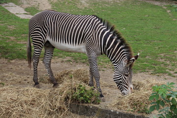 Adult zebra in zoological garden