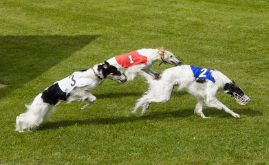 Saluki racing