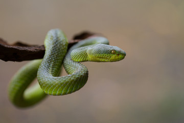 Close up Yellow-lipped Green Pit Viper snake