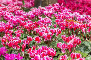 Fototapeta premium Pink flower fields
