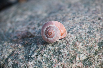 Schnecke