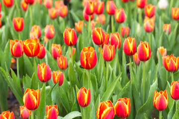 Tulip flower fields