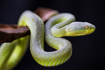 Close up Yellow-lipped Green Pit Viper snake