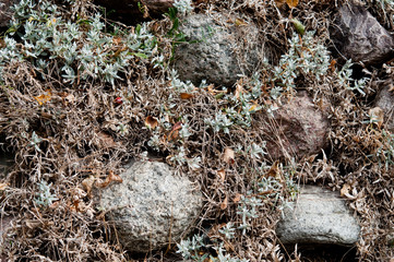 Küstenlinie des Rügens. Deutschland. Ostsee