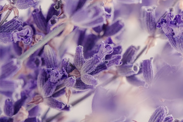 Closeup lavender flowers