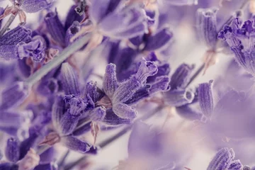 Papier Peint photo Lavable Lavande Closeup lavender flowers