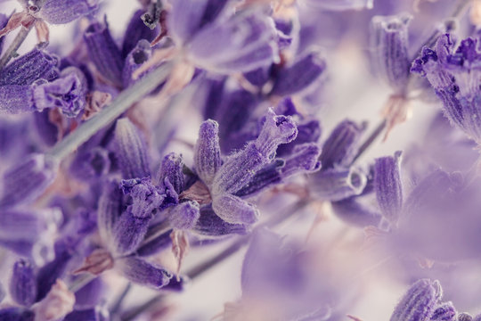 Fototapeta Closeup lavender flowers