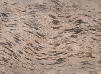 Strandgut - Treibholz. Insel Rügen