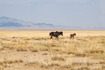 Przewalski's horses in the field