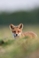 red fox kit portrait. red fox puppy portrait