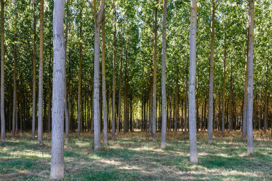 Bosque de Chopo Canadiense. Populus canadensis.  R&iacute;o &Oacute;rbigo, Le&oacute;n
