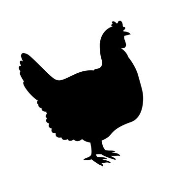 chicken vector illustration black silhouette