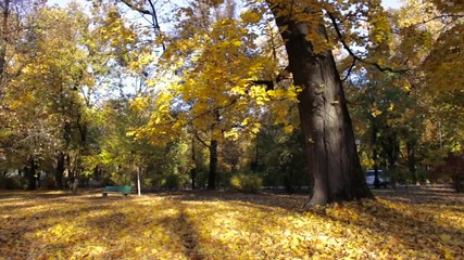 Colorful golden colored trees