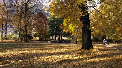 Colorful golden colored trees