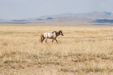 Przewalski horse in a pasture in the Mongolian steppe