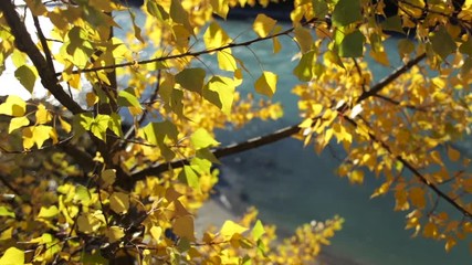 Golden colored autumn leaves by the riverside on a sunny autumn afternoon