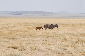 horses in the field
