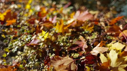 Close-up of the fallen colorful autumn leaves on a bright sunny morning