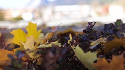 Close-up of the fallen colorful autumn leaves on a bright sunny morning
