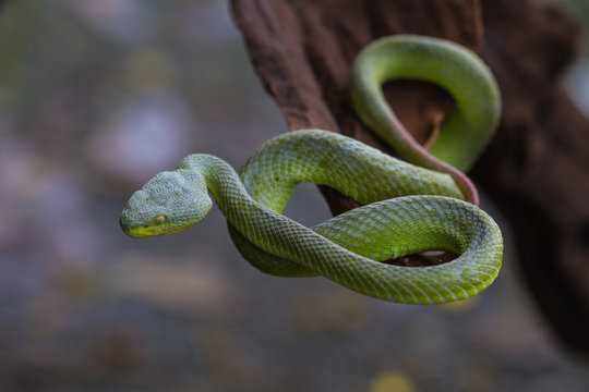 Close up Yellow-lipped Green Pit Viper snake
