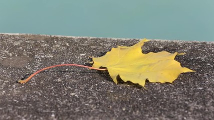 Golden colored autumn leaf by the riverside on a sunny morning