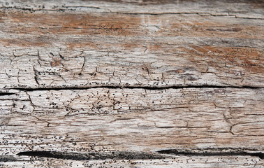 Fototapeta premium Treibholz am Strand. Insel Rügen. Ostseeküste