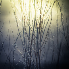 Obraz premium Abstract nature background in vintage style wild flowers and plants silhouettes at foggy mysterious sunrise. Early morning over the meadow at misty autumn. Blur effect