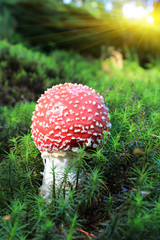 nice red fly agaric mushroom in forest