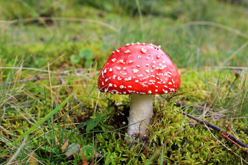 fly agaric mushroom among green grass
