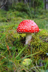 fly agaric mushroom on grass