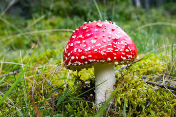 fly agaric mushroom on green grass