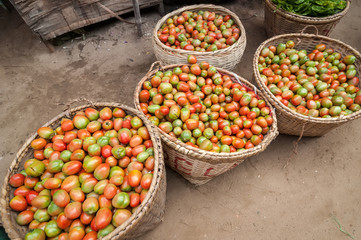 Ripe organic tomatoes for sale at outdoor asian marketplace. Bagan, Myanmar. Burma travel destinations