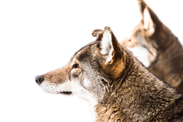 Red Wolf Pair in Snow II