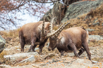 Alpine ibex (Capra ibex) fighting - Italian Alps