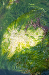 K&uuml;stenlinie des R&uuml;gens. Deutschland. Ostsee