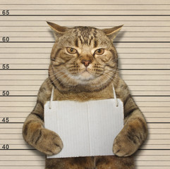 Eine große Katze wurde wegen schlechtem Benehmen festgenommen.