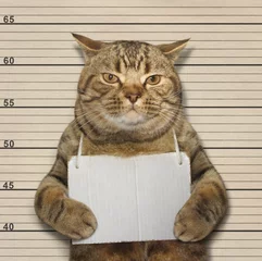 Photo sur Aluminium Chat Un gros chat a été arrêté pour mauvaise conduite.