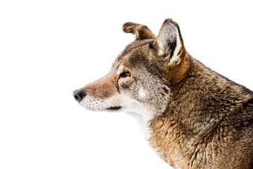 Red Wolf in Snow III