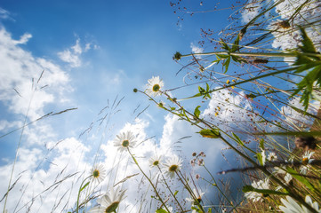 Amazing sunny day at summer meadow with wildflowers under blue sky. Nature floral background